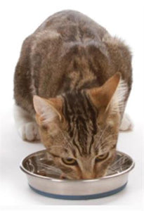 OurPet's Durapet Stainless Steel 8oz Cat Bowl - Cat Supplies & More