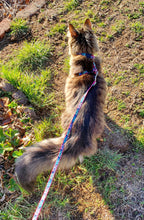 Load image into Gallery viewer, Lupine 1/2&quot; H-Style Cat Harness 9&quot;-14&quot;