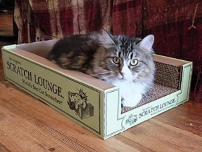 Scratch Lounge Cat Scratcher - Cat Supplies and More
